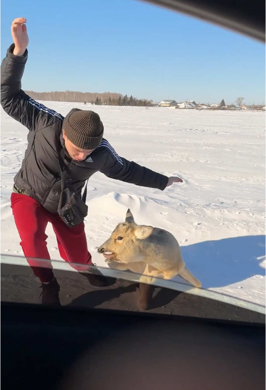 Funny deer #funny #funnyvideos #animals #happy #deer #pets #PetsOfTikTok #cute #deertiktok 