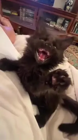 Funny kittens 🤣🤣#usa #funnymoments #funny #foryou #funnyvideo #cat #cute #catsoftiktok 