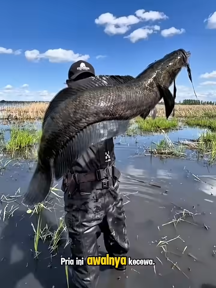 STRIKE GABUS MONSTER Pemancing Auto Girang! 🐟 #shortsfeed #shorts #fishing #mancing #shortsviral