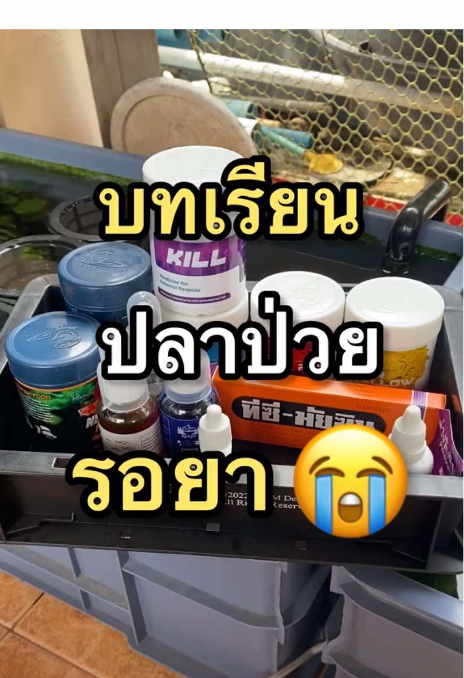 ปลาป่วยไม่รอด เพราะรอยา #ปลาป่วย #ปลาบอลลูน #mollyfish #เลี้ยงปลา #ยารักษาปลา #dddgoldfish #goldfish #อ่างปลา #ปรสิต #ปลาทอง #ปลาสวยงาม 