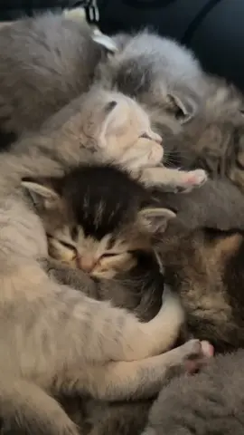 🐾Niedliche Babykatzen #katze #fyp #british #kurz #haare 