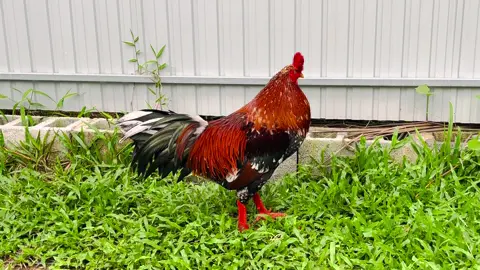 Con cưng cbị hoàn thiện bộ giáp mới🥰