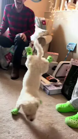 Funny dog wearing shoes 🐶😂 #dog #funnydog #dogsoftiktok #fyp #pet #funnyvideos #funnyanimals #foryou 