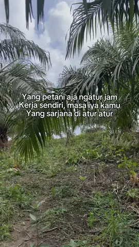 #petanisawit #sawit #sawitstory #sawitbalap #sawitriau #sawitjambi #sawittiktok #sawitsumatera #sawitindonesia #petanimuda #petanisukses #petanimilenial #sawitstory🌴🌴🌴 #petanisawitsukses #sawitnusantara #sawitmalaysia #sawitkalimantan #sawitontiktok #bismillahfyp #sawitsumatra 