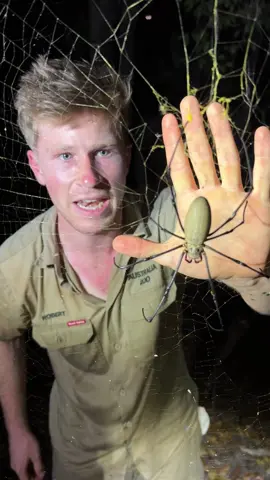 I’m in remote Cape York, Australia. Where the spiders are bigger. 