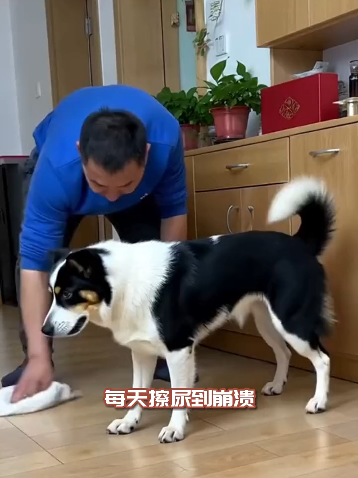 狗狗乱尿终结者，3秒吸水不留味！🐾✨ #狗狗尿垫 #好物推荐🔥 #狗狗 #狗狗训导尿垫 #宠物尿垫