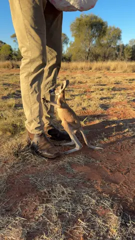 Our sweet orphan JJ is out for his first hops. 🧡 At this age his mum opens her pouch to put baby on the ground to start the process of strengthening the legs, tail and body. Just a few seconds to start with, then building the time out of the pouch more and more over many months to get baby strong. 