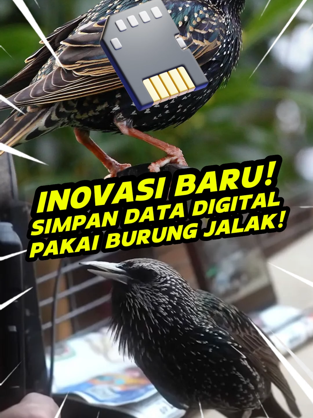 Burung Jalak Bisa Dipakai Nyimpan Data Digital! #jagatreview #tiktokberita #beritateknologi