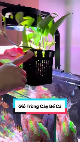 Giỏ nhựa móc hồ cá trồng cây thuỷ sinh ✅ #giotrongcaybeca #giotrongcaythuysinh #caythuysinh #caythuysinhdep #hothuysinh #thuysinh 
