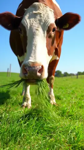 Cow Eating Grass in Open Field 🐄  #CowEating #CowFocus #CowsOfYouTube #GrazingCow #4KCowVideo #RealisticCow #CowCloseUp #AnimalASMR #FarmAnimals #PeacefulCow #CattleLife #CowVisuals #NatureScene #AIcowVideo #GrassEating 