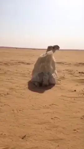 م شاءالله تبارك الله 