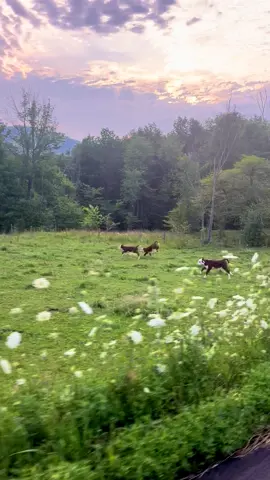 Babies on the run!! #vermont #cows 