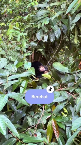 Saya ada atas pokok nie, tengah berehat. #bear #sunbear #beruang #beruangmadu #beruangmatahari #lindungiberuangmadu #savesunbear #malaysia #sabah #sandakan #sepilok #bsbcc #visitsabah #visitsandakan #tempatmenarikdisandakan #wildlife #nature #rainforest #VisitMalaysia2026 #CutiCutiMalaysia #SurrealExperiences #MalaysiaTrulyAsia