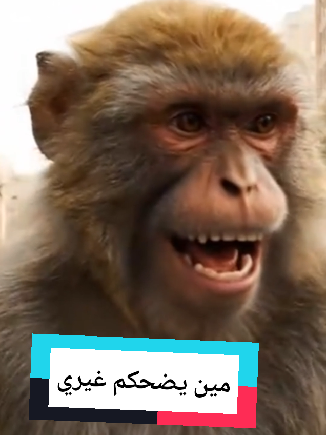 مين يضحكم غيري  #قرود_الطايف #شعب_الصيني_ماله_حل😂😂 #قرود_ابها #قرود 