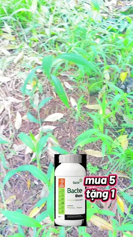 BACTER ĐEN  CHẾ PHÂM TRỊ THỐI RỄ TUYẾN TRÙNG,VÀNG LÁ#saurieng #nongnghiep #xuhuong #thuocbvtv #durian 