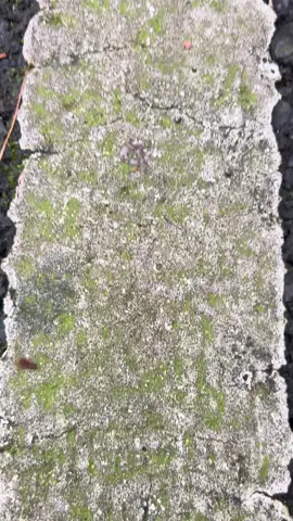 tenang🍃 htm 10k/org #curugcipendok #curugcipendokbanyumas #banyumasstory #curug 