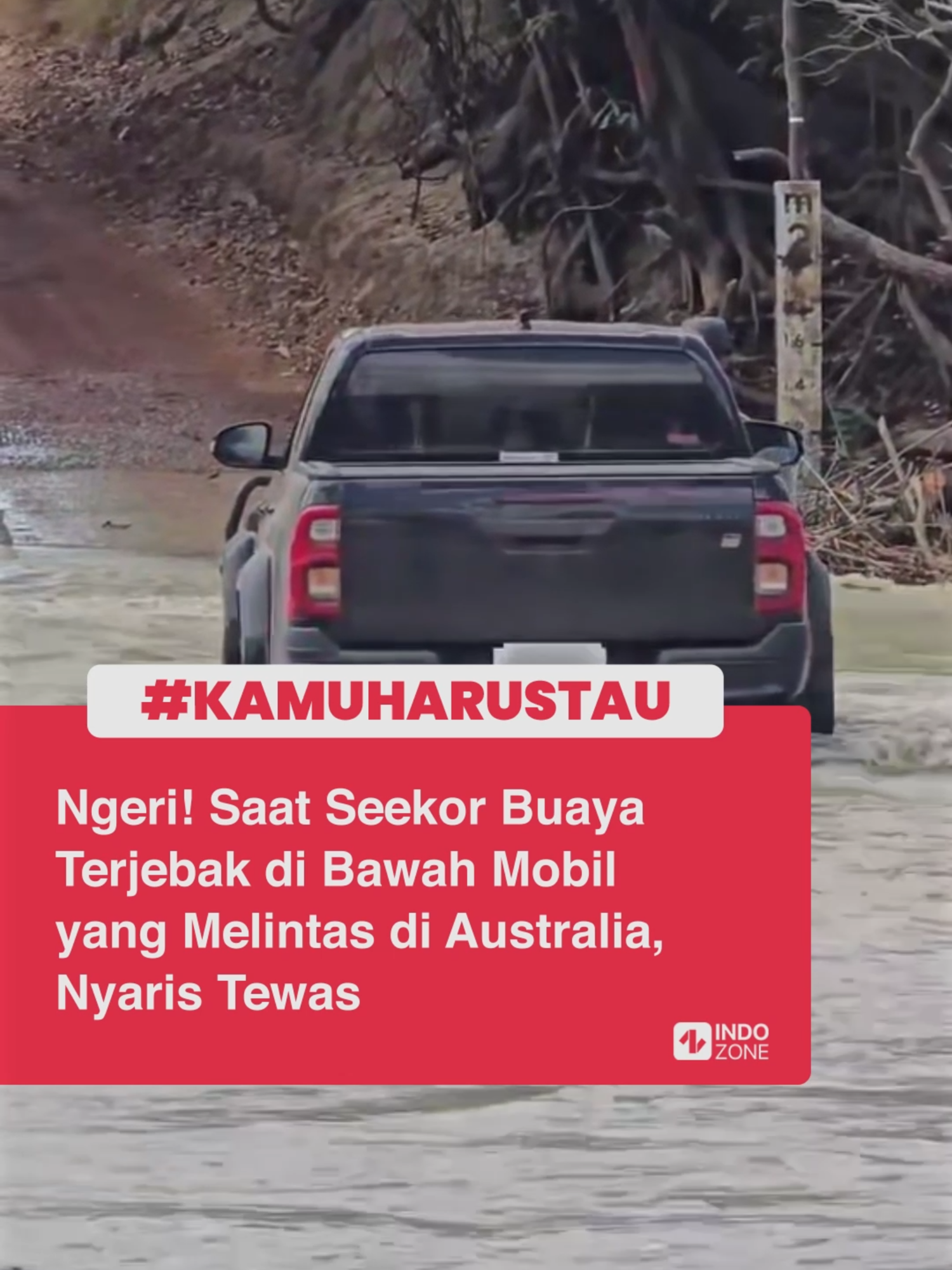 Deg-degan banget ngelihatnya! Seekor buaya secara tak sengaja terjepit di bawah mobil yang melintas di Cahill Crossing, Kakadu National Park, Australia. Terlihat, buaya itu kesulitan bergerak dan berusaha keras melepaskan diri dari mobil. Pengendara yang menyadari ada buaya tersangkut pun mengurangi laju kendaraan, hingga akhirnya buaya bisa bebas dalam kondisi selamat. Sebagai informasi, Cahill Crossing atau yang dikenal dengan jalan lintas paling berbahaya di Australia ini sebenarnya lebih aman ketika dilintasi saat air surut. Area ini merupakan lokasi populer untuk menyaksikan buaya di alam liar.  Buaya-buaya berkumpul untuk memakan ikan belanak dan barramundi saat air pasang masuk dan melewati jalan yang mengarah ke Arnhem Land. Video: TikTok/matteo_mastratisi [Baca berita dan informasi menarik lainnya hanya di www.indozone.id]