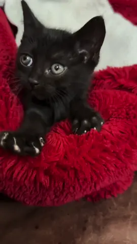 Working on her mosh skills 🤘🏼 #blackcatsoftiktok #witchy #blackcats #fypシ #cutecats #metalhead 