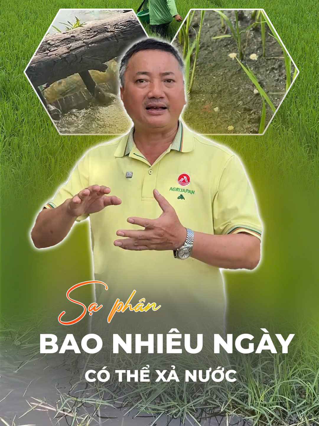 Sạ phân bao nhiêu ngày có thể xả nước ? #agrijapan #vuagrijapan #nongnghiep #om18 #om5451 #bonphan #lua #xh #taohatthantoc