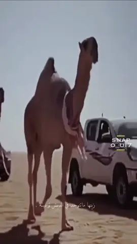 #هذا لي شرب فنجال‎‎#ابن جخدب، ب مرعبة سطورةً  الشقح، على الأموت الاحمر 🫢🤣🤣🔥✈️.#