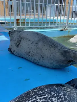 seals are safe! video isn't from me:) video is from tokkaricenter_official  hugr shoutout to idk tokkaricenter official. A fine belly drumming was... It's Komuke-chan ちゃんです Komke-chan when she's sleeping I often slap my stomach Bugs flying nearby, Other kids come up, Sometimes there are reasons like that, Like in the video, there's nothing but beating... Am I dreaming about something This 