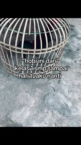 #ayambangkoksuper #ayampama 