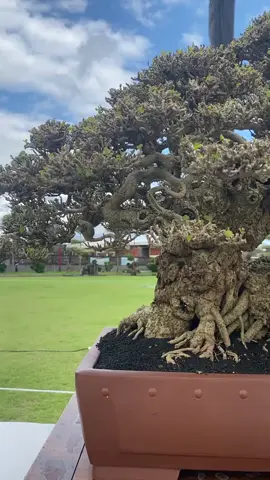 Cây tại Triển Lãm Indonesia #bonsai #bonsaimini #bonsaiindonesia 