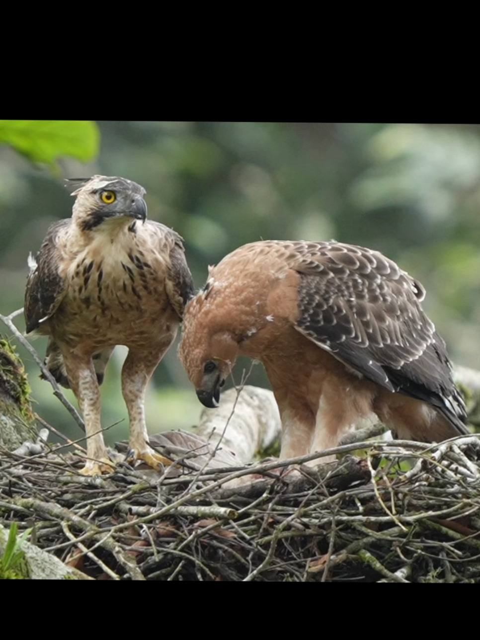 si bayik ini gede banget ya baru umur 2.5 bulan.. bongsor imut  Elang jawa (Nisaetus bartelsi) adalah salah satu spesies elang berukuran sedang dari keluarga Accipitridae dan genus Nisaetus yang endemik di Pulau Jawa. Satwa ini dianggap identik dengan makhluk mithologi hindu-budha yang populer di India, yaitu Garuda.[butuh rujukan] Dan sejak 1992, burung ini ditetapkan sebagai maskot satwa langka Indonesia (sumber wiki) #wildlifephotography #elangjawa #tnbts #bromotenggersemeru #wildlife #naturephotography @divadgalstour 