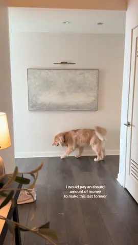 it’s the little things🫶 #goldenretriever #chicago #dogtok #goldenboycharlie ##dogsoftiktok #citydog #cutedog #puppy #dog #goldenretrieverlife #goldenretrieverpup 