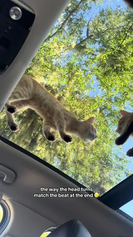 The saw the front door open (food) that’s why they ran😂  #cats #catsarefunny #cat #kitten #catsarethebest #catlady #pets #cutecat 