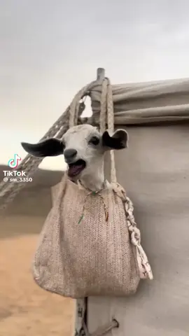 ##لايك ##لايككككككككككككككك ##لايكات_الاكسبلور_متابعه 