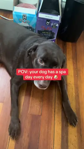 Tired of fur everywhere and a pup who hates brushing? 🐾 Meet the Steam Dog Brush — the ultimate grooming upgrade! 💨🧼 💦 Steam softens and loosens hair 🧽 Detangles without pulling ✨ Leaves coat clean, shiny, and refreshed Less mess, less stress, more tail wags. 🐕🛁 #GroomSmarter #SteamBrushForDogs #PupPampering 
