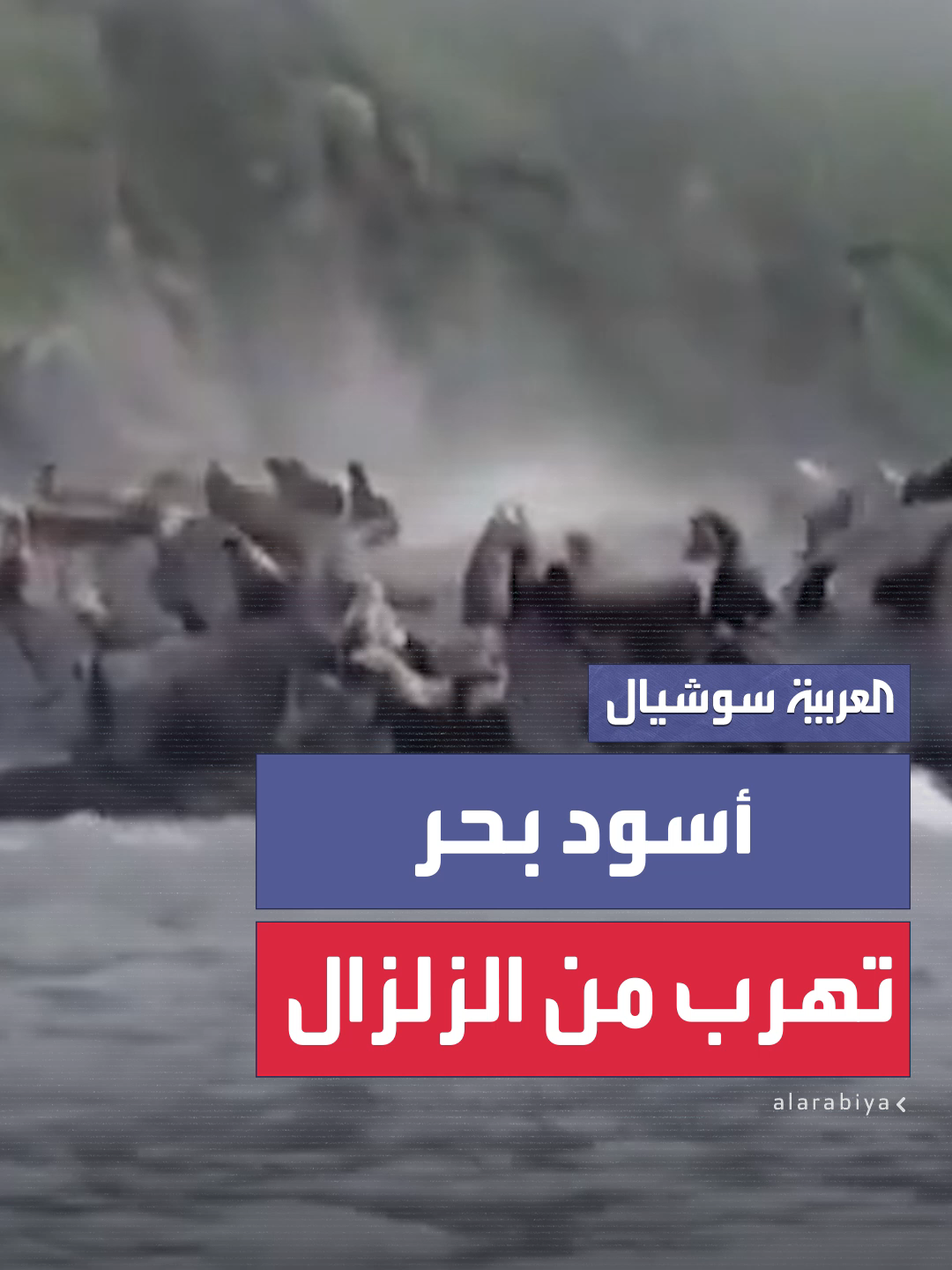 مشاهد تظهر قفز أسود بحر في المياه هربا من الزلزال قرب جزر الكوريل الروسية #العربية
