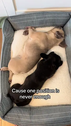 Casual nap time things #lazydog #dogtok #dogmom #frenchie #frenchbulldog 