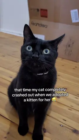 that time my cat completely crashed out when we adopted a kitten for her 😭 #catsoftiktok #catlover #cattok 