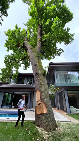 The son tried to save money by cutting the tree himself… and now the tree is parked perfectly through the roof. So much for saving — time for a full home repair and a family meeting 😂 #crash #fail #what #ai #funny           