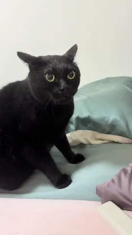 #cat #猫 #blackcat #黒猫 指で指されるのが、嫌だ！😡🐈‍⬛