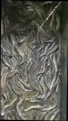 Bagi lele lovers mari merapattt bosquee😍🙌🏻 #lele #lelepontianak #jualikanlele 