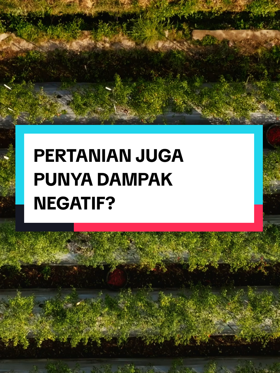 Pertanian Monokultur #pertanian #monokultur #petani #petanimilenial #hama #penyakittanaman #petanimuda #pertanianindonesia #fyppppppppppppppppppppppp 