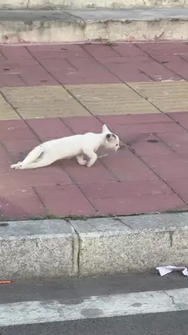 Poor cat #cat #trending #xuhuong #fyp #pet 