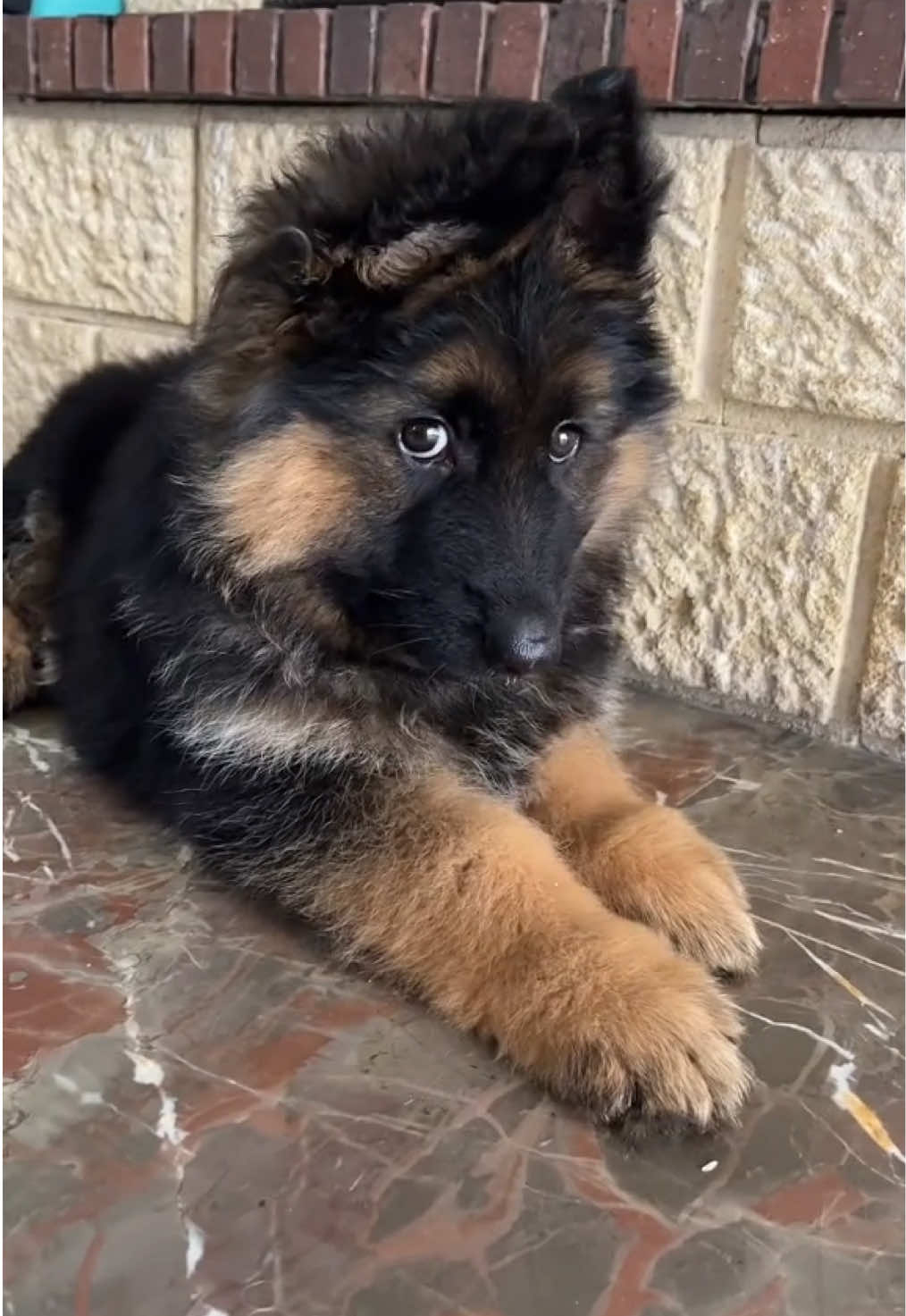 Es un peluche lindo ¡A que sí!❤️ Adonis😍🐾 #ternura #cachorros #perrostiktokers  #pastoraleman  #germanshepherd 