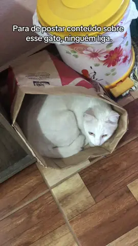 163 pessoas ligam🥹💖#catlover #gratidao #viralvideos  #gatostiktok #maedegato 