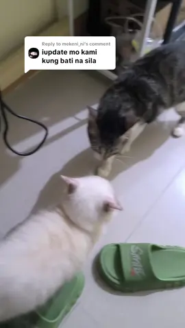 Replying to @mekeni_ni  update: sinusuyo parin 😭 #cat #catsoftiktok #foryou #foryoupage 