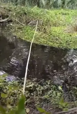 dua kali di sambar baru nyangkut ikan gabus nya #foryou #tiktok 