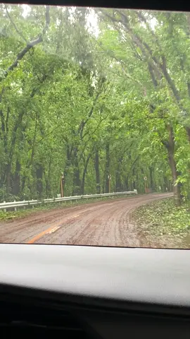 Launion's famous Man Made forest after being hit by Bagyong Emong  #bangonlaunion #Elyu #Luna 