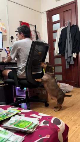 Trả đây, trả lại đây…#NhacuaHT #xuhuongtiktok #trending #chúchódễthương #nâu #dachshund #thucungsieulay 