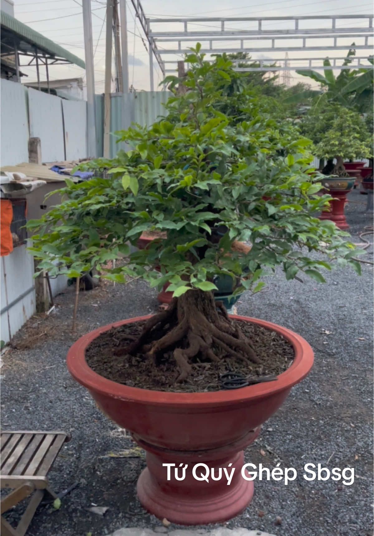 Tứ quý ghép sbsg  ##vuonmaitanphat #sieubongsaigon #maituquybonsai #maivang #bienhoadongnai #tuquyghepthuduc #tuquybonsai #maituquyghep #phoimai #phoituquy 