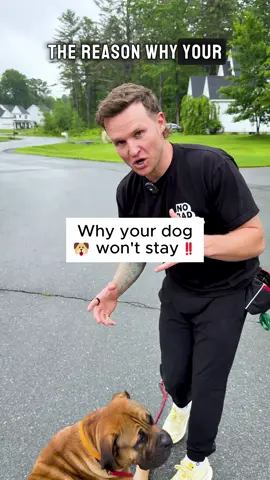 Why won’t your dog stay? It’s not stubbornness it’s missing structure. Train it right and they’ll hold it even with chaos around them. #dogtrainingtips #dogtrainer #obediencetraining #puppytraining #reactivedog #balancedtraining #caninetraining 