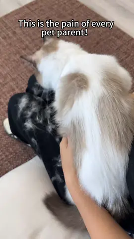 It means a lot for me!!!#petproducts #pethairremoval #catlover #petparent #PetsOfTikTok #tiktokmademebuyit 