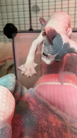 Was there even a plan? #cat #sphynx #hairlesscat #kitten 